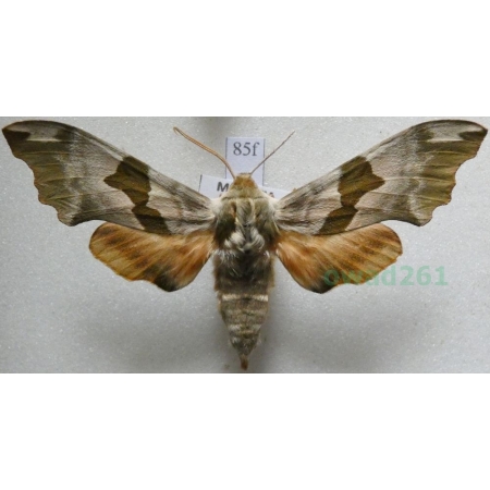 Mimas tiliae (Linnaeus, 1758) Nastrosz lipowiec Poland85f